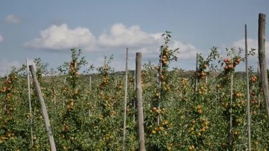 Orchard Kırmızı elma ile elma ağaçlarının