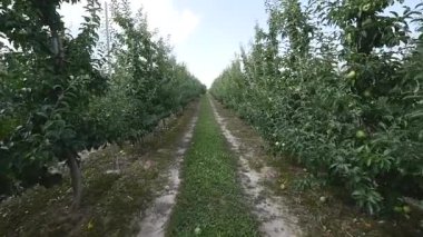 Patika geçişi ile zemin yol ve elma ağacı çiçeği