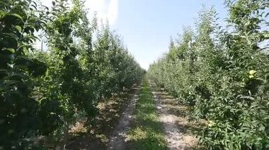 Patika geçişi ile zemin yol ve elma ağacı çiçeği