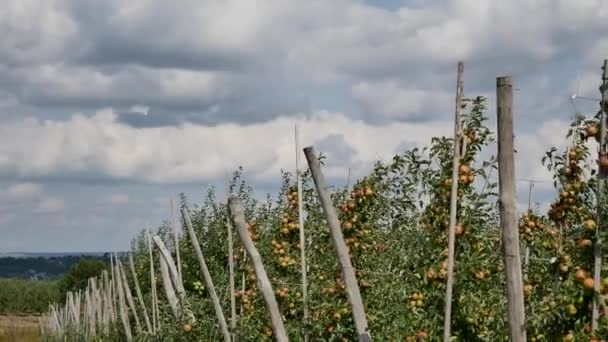 Manzanos con manzanas amarillas en huerto — Vídeos de Stock