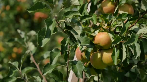 Appelbomen met gele appelen in boomgaard — Stockvideo