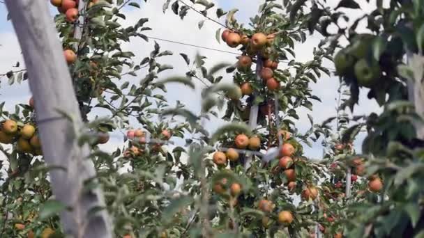 Äppelträd med gula äpplen i orchard — Stockvideo