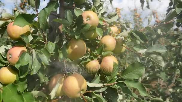 Яблуні з червоними яблуками в саду — стокове відео