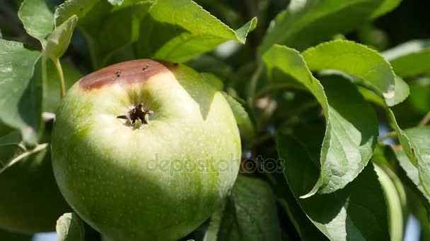 Apple trees with red apples in orchard — Stock Video