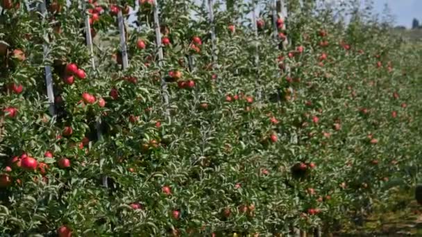 Äppelträd med röda äpplen i orchard — Stockvideo