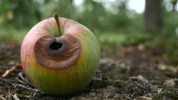 Çim Bahçe, elma meyve — Stok video