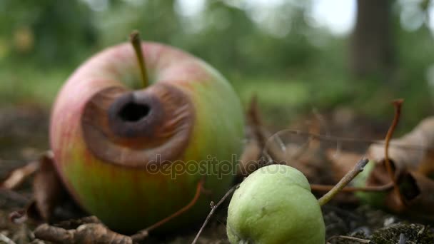 Frutta in giardino, mela sull'erba — Video Stock