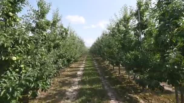 行人通道与地面的方式和苹果树开花 — 图库视频影像
