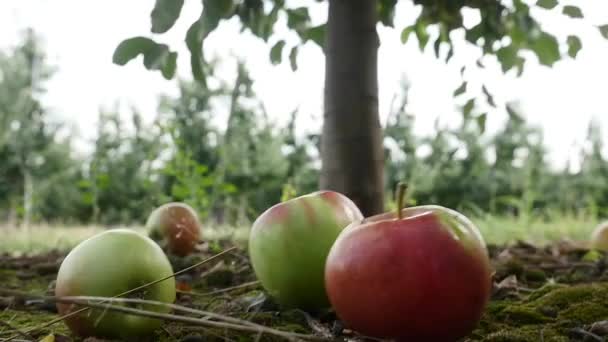 Fruit in the garden, apple on the grass — Stock Video