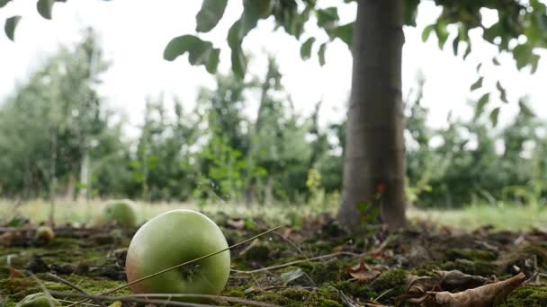 Frukt i trädgården, apple på gräset — Stockvideo