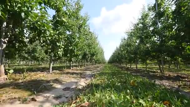 Fußwegedurchfahrt mit Erdweg und Apfelbaumblüte — Stockvideo