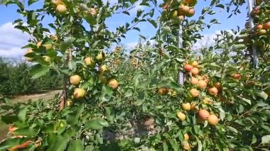 Orchard sarı elma ile elma ağaçlarının