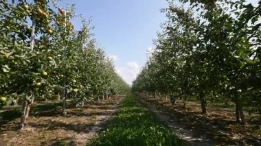 Patika geçişi ile zemin yol ve elma ağacı çiçeği