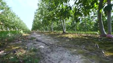 Patika geçişi ile zemin yol ve elma ağacı çiçeği