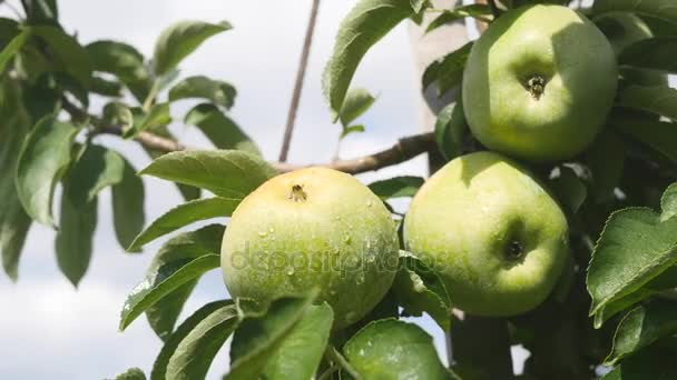 Žlutá jablka rostou na větvi mezi zelení proti modré obloze — Stock video