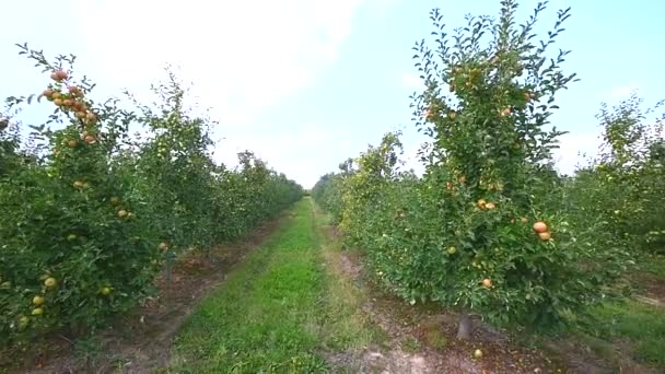 Пешеходный переход с грунтовым путем и цветением яблони — стоковое видео