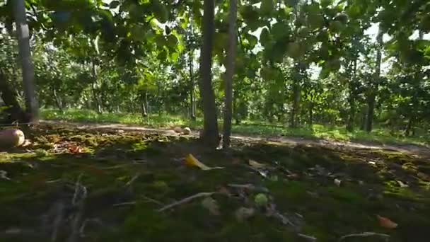 Sendero de paso con camino de tierra y flor de manzano — Vídeo de stock