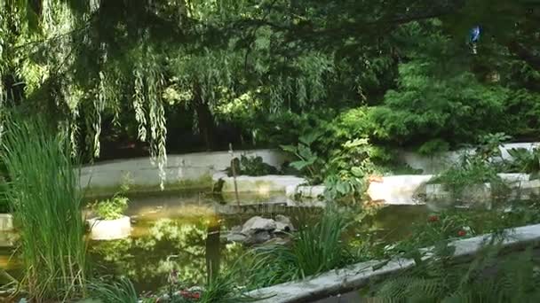 Trädgård damm med vattenväxter — Stockvideo