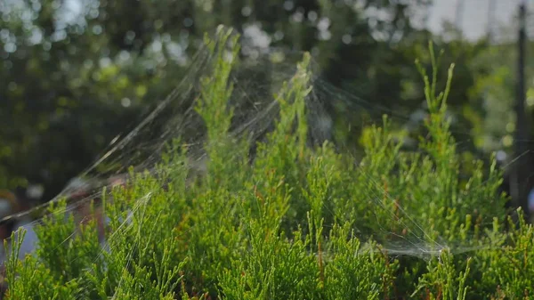 Spider web αραχνιά πρωί σε πράσινο φόντο — Φωτογραφία Αρχείου