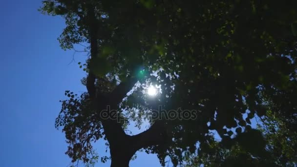O sol brilha através das árvores — Vídeo de Stock