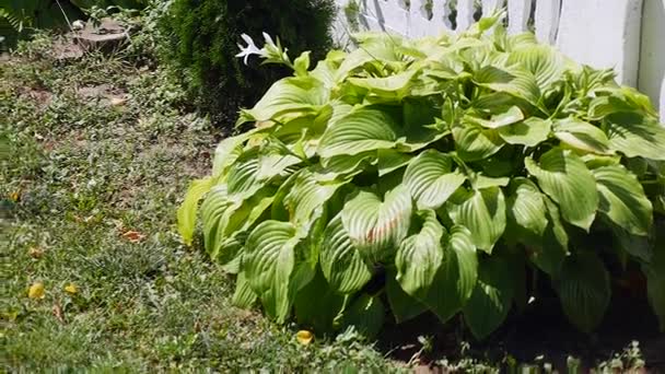 Folhas verdes frescas de planta hosta no jardim acenando ao vento — Vídeo de Stock