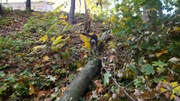 Un chien qui court dans un parc 