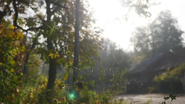 Движение через золотые осенние листья падают с деревьев в замедленной съемке на ярком солнечном фоне неба — стоковое видео
