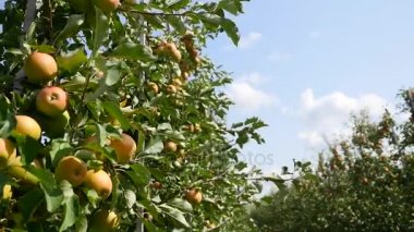 Orchard sarı elma ile elma ağaçlarının