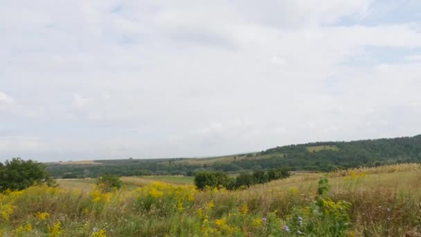 Wolken die bewegen over geel veld — Stockvideo