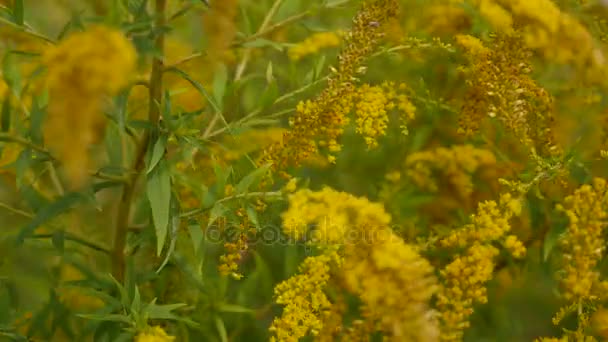 gros plan des fleurs des champs d'herbe à la lumière du coucher du soleil. fond de nature coloré 