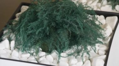 Taşlar arka plan dekoratif bonsai