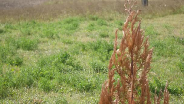 Granero de campo y campos de agricultores — Vídeos de Stock