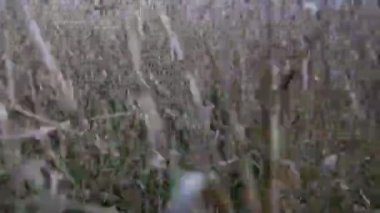 kuru ot alanında çalışan