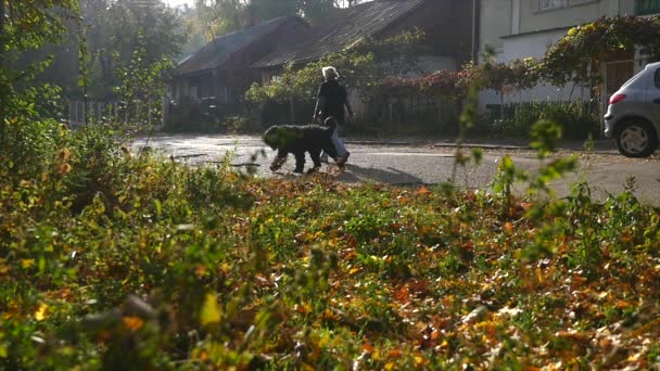 Pes běží trugh park v pomalém pohybu — Stock video