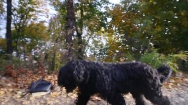 Ağır çekimde bir park trugh çalışan bir köpek