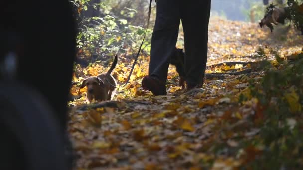 Hombre de a pie paseando con dos perros en el parque — Vídeos de Stock