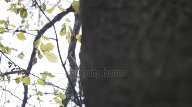 Doğa arka plan. Rüzgar ağacı sarı üfleme ile güzel güneş bırakır. Güneş parlama ile bulanık soyut bokeh