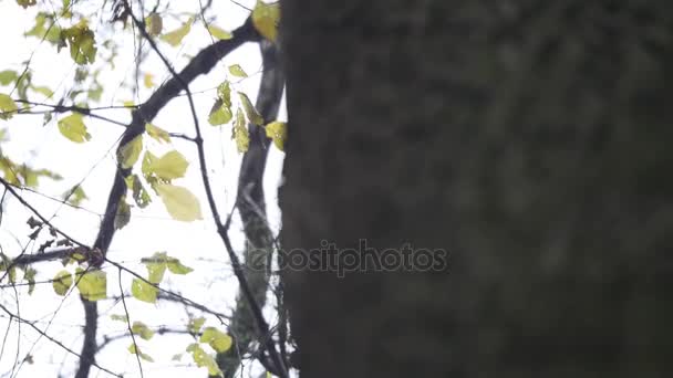 Tle natura. Piękne słońce świeci przez dmuchanie na wiatr drzewa żółte liście. Niewyraźne streszczenie z sun flare — Wideo stockowe