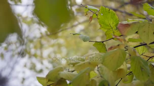 Nature background. Beautiful Sun shine through the blowing on wind tree yellow leaves. Blurred abstract bokeh with sun flare — Stock Video