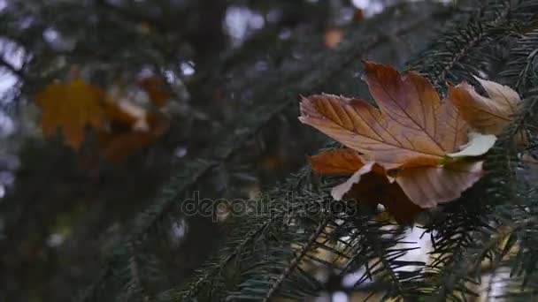 Granen Stäng-upgreen fir grenar närbild omfokusering med torr fallna löv — Stockvideo