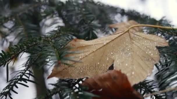 Fir-tree close-upgreen fir branches close-up refocus with dry fallen leaf — Stock Video