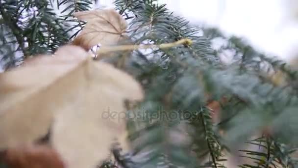 Granen Stäng-upgreen fir grenar närbild omfokusering med torr fallna löv — Stockvideo