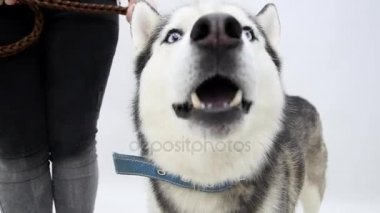 Husky köpek portre yakın çekim