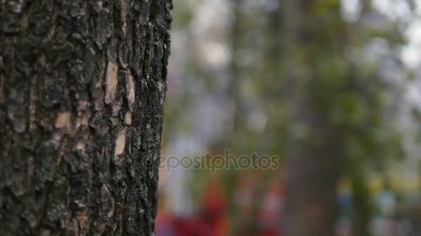 Close up of mighty trunk of the pine tree in the park background. selective focus — Stock Video