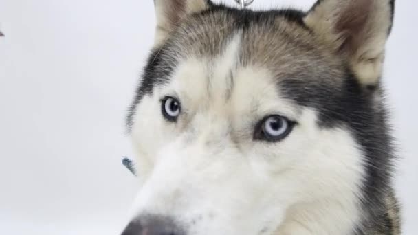 Хаски-собачий портрет вблизи — стоковое видео