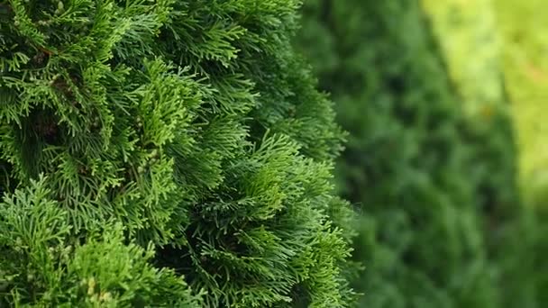 White cedar Thuja occidentalis — Stock video