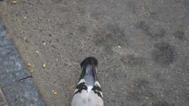 Bir güvercin açık portresi kapatın