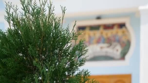 Hermosos árboles en el fondo del cielo, árbol, cielo — Vídeos de Stock