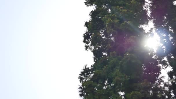 Солнце сквозь ветви деревьев — стоковое видео