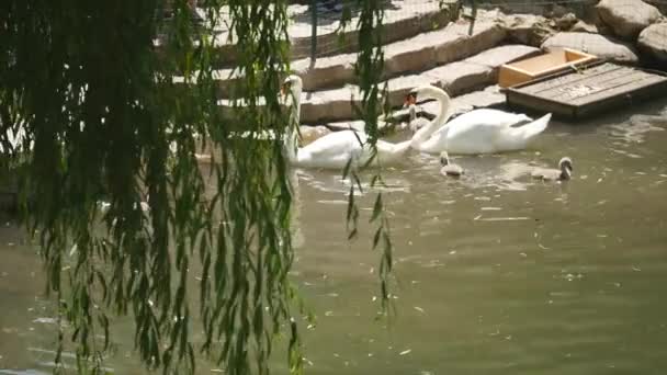 Крупный план искусственного водопада в парке, чистая вода течет по каменным ступеням — стоковое видео